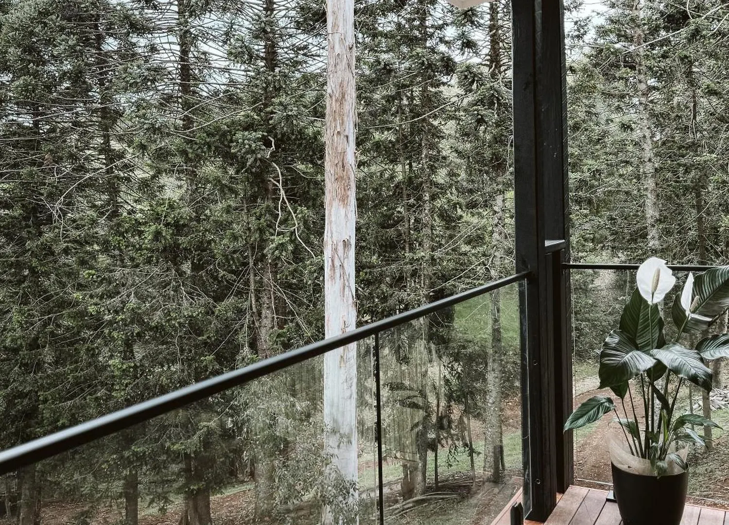 Private 3-Bedroom House Nestled High Amongst The Trees Maleny Australia